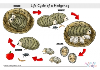 Life Cycle of a Hedgehog Poster