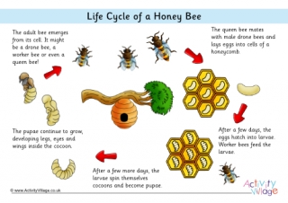 Life Cycle of a Honey Bee Poster - Captions