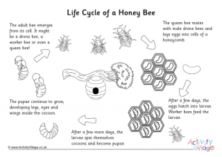 Life cycle of a honey bee colouring page