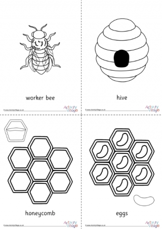 Life cycle of a honey bee display set