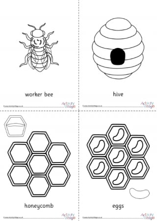 Life cycle of a honey bee display set
