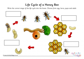 Life Cycle of a Honey Bee Labelling Worksheet