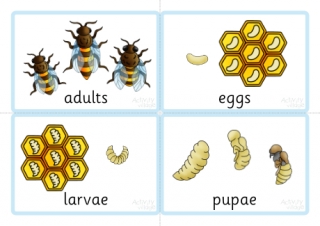 Life cycle of a honey bee sequencing cards