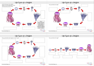 Life Cycle of a Jellyfish Labelling Worksheets
