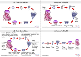 Life cycle of a jellyfish posters