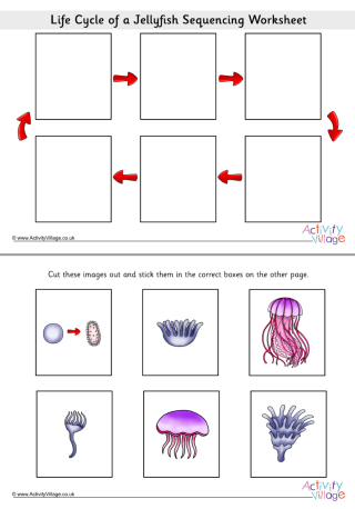 Life Cycle of a Jellyfish Sequencing Worksheet