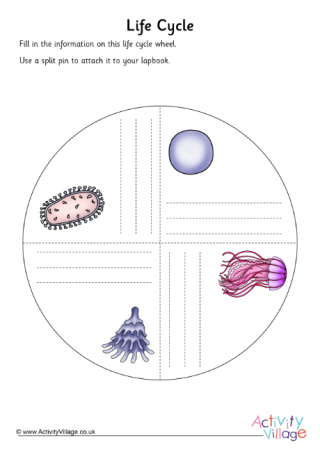 Life Cycle of a Jellyfish Turning Circle