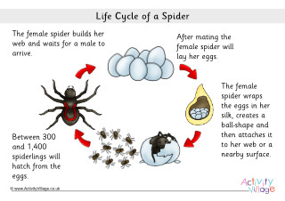 Life Cycle of a Spider
