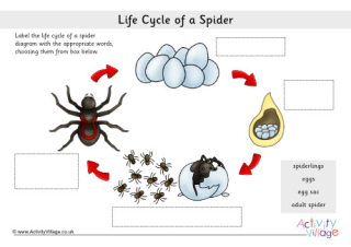 Life Cycle Of A Spider Labelling Worksheets
