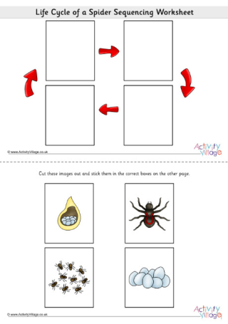 Life Cycle Of A Spider Sequencing Worksheet