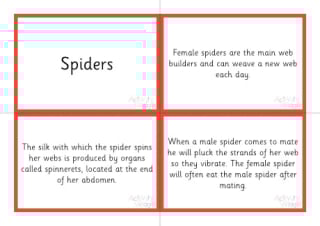 Life Cycle Of A Spider Sorting Cards