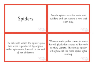 Life Cycle Of A Spider Sorting Cards