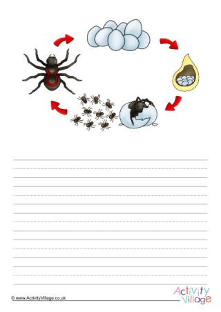 Life Cycle Of A Spider Story Paper