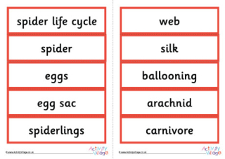 Life Cycle Of A Spider Word Cards