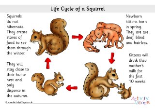Life Cycle of a Squirrel Teaching Resources