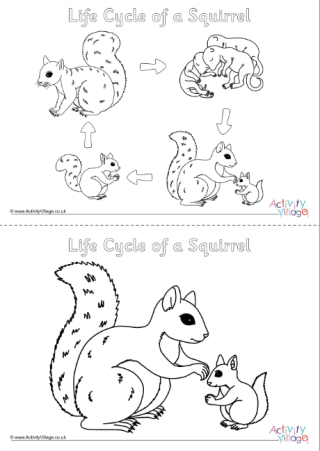 Life Cycle Of A Squirrel Colouring Pages