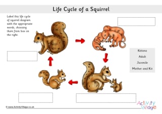 Life Cycle Of A Squirrel Labelling Worksheets