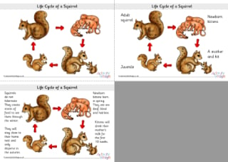 Life Cycle Of A Squirrel Posters