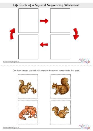 Life Cycle Of A Squirrel Sequencing Worksheet
