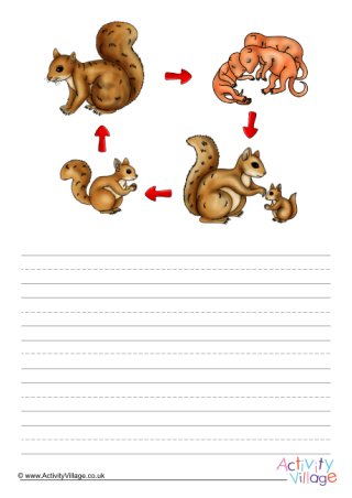 Life Cycle Of A Squirrel Story Paper