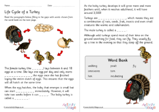 Life Cycle Of A Turkey Cloze