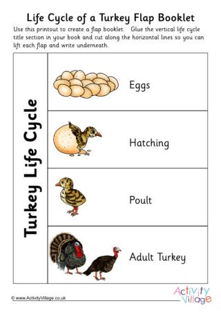 Life Cycle Of A Turkey Flap Booklet