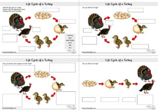 Life cycle of a turkey labelling  worksheets