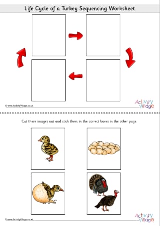 Life Cycle Of A Turkey Sequencing Worksheet
