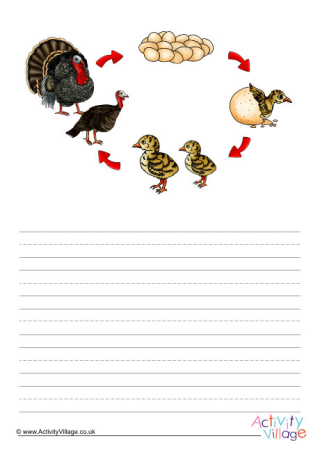 Life Cycle Of A Turkey Story Paper