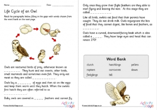 Life Cycle Of An Owl Cloze