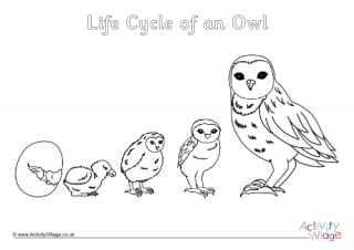 Life Cycle Of An Owl Colouring Page 2