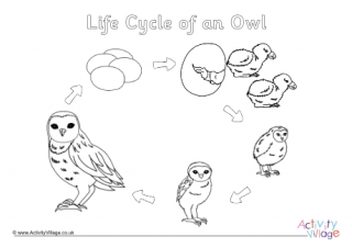Life Cycle Of An Owl Colouring Page