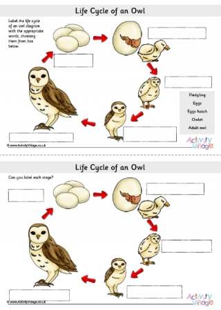Life Cycle Of An Owl Labelling Worksheets