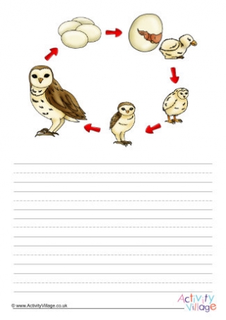 Life Cycle Of An Owl Story Paper