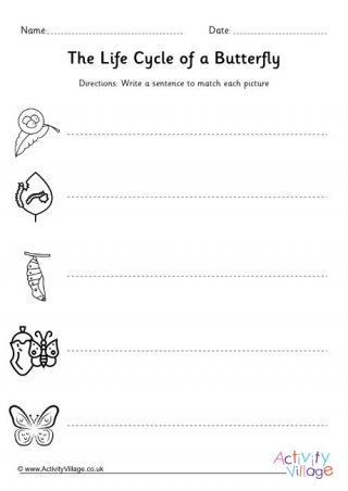 Life Cycle of a Butterfly Sentences KS1
