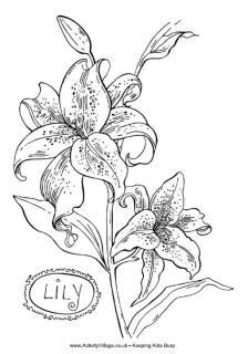 Lily Colouring Page