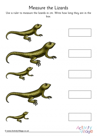 Lizard Measuring 