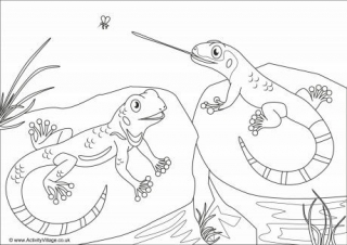Lizards Scene Colouring Page