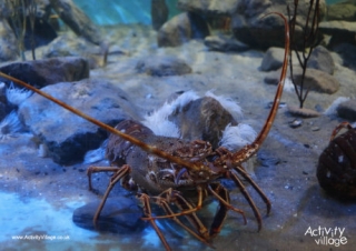 Lobster Poster 2