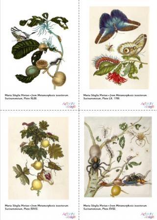 Maria Sibylla Merian Artwork Posters