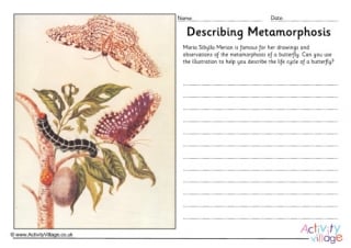 Maria Sibylla Merian Describing Metamorphosis Worksheet