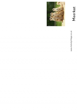 Meerkat Booklet