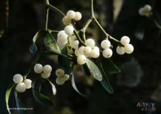 Mistletoe Poster