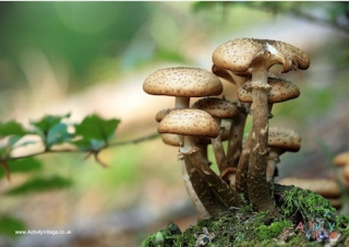 Mushrooms Poster 2