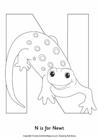 N is for Newt Colouring Page