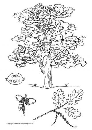 Oak Tree Colouring Page