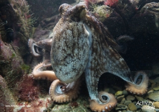 Octopus Poster 2