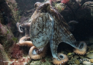 Octopus Poster 2