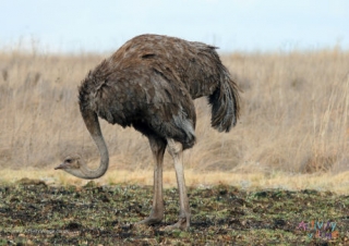 Ostrich Poster 2