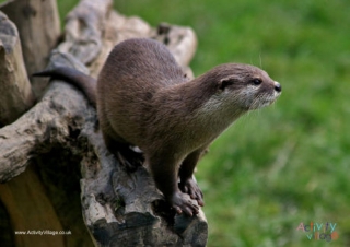 Otter Poster 2